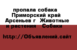 пропала собака - Приморский край, Арсеньев г. Животные и растения » Собаки   